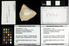 Foto (Objekt + Etiketten) von Gastrosacus tuberosiformis (Lorenthey, 1929) 
